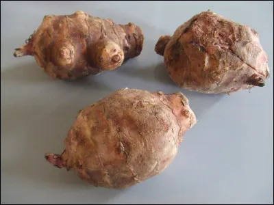 Le cygne le plus commun en Europe est...