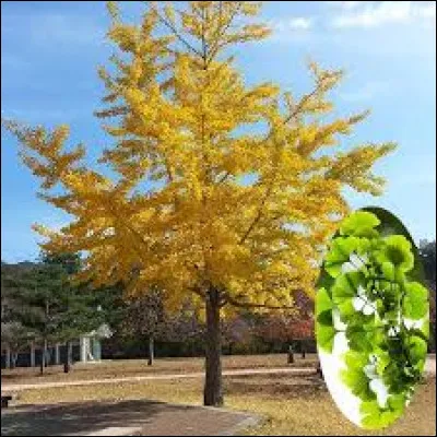 Quel est le nom de cet arbre ?