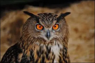 Quel est le nom de cet animal ?