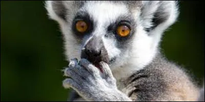 Quel est le nom de cet animal ?