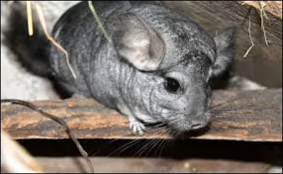 Quel est le nom de cet animal ?