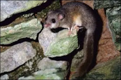 Quel est le nom de cet animal ?