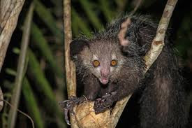 Quiz Animaux