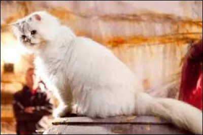 Aimes-tu les chats ?