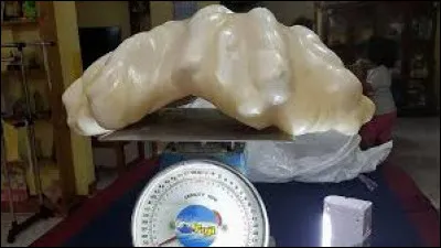 C'est la plus grosse perle jamais découverte.