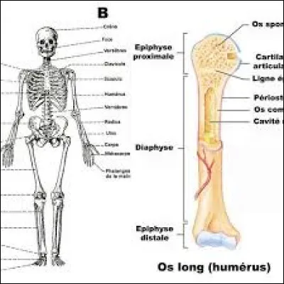 Où retrouve-t-on l'étrier, le plus petit os du corps humain ?