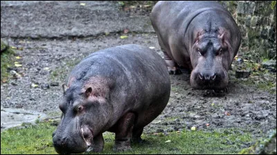 A sa cr&eacute;ation en 1963, Comment s'appellent les deux hippopotames du zoo de Maubeuge ?