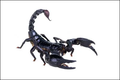 À quelle classe animale le scorpion appartient-il ?