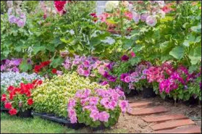 Quelle est l'obsession de la plante à fleurs ?