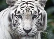 Quiz Les animaux (2)