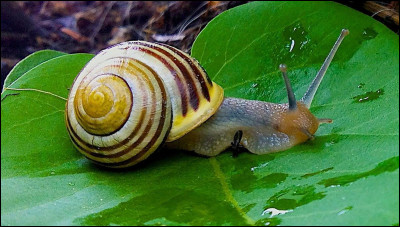 Là, vous devriez trouver (normalement). Quel animal est présent sur l'image ?