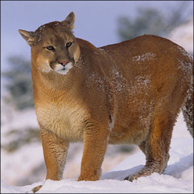 Quel est cet animal ?