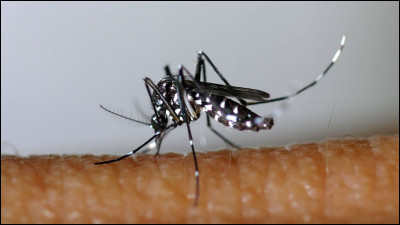 Comment s'appelle cet insecte ?