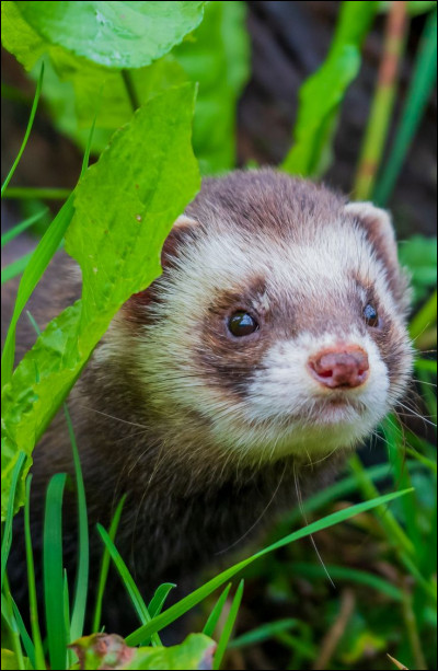 À quoi ressemble un hertimone ?