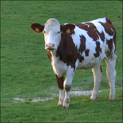 Bon, je suis gentille, cette fois c'est très facile : cet animal est une vache. Vrai ou faux ?