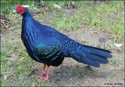 Quel personnage s'associe à cette image ?