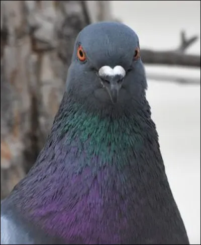 Quel personnage s'associe à cette image ?