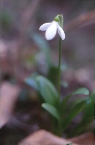 Une des premires fleurs de la saison ... .