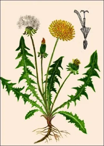 Facile, celui-ci : tout le monde le connat !