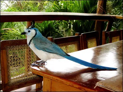 L'élément chimique dont le numéro atomique est 32, est le...