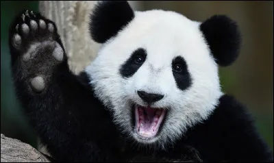 De quoi le panda se nourrit-il principalement ?