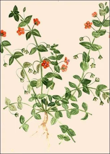 Quand il est blanc, les oiseaux en sont friands ... .