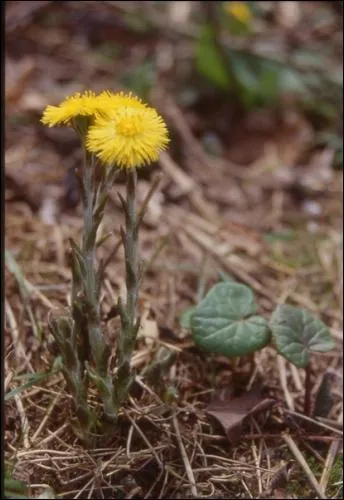 Pousse au dbut du printemps