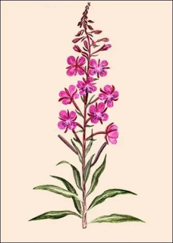 Le connaissez-vous ?