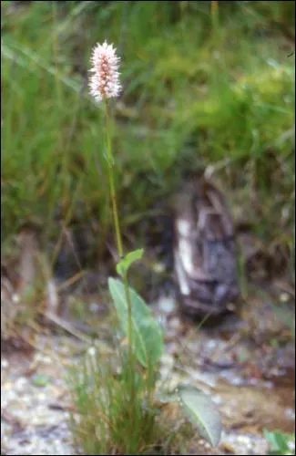 Encore une  reconnatre