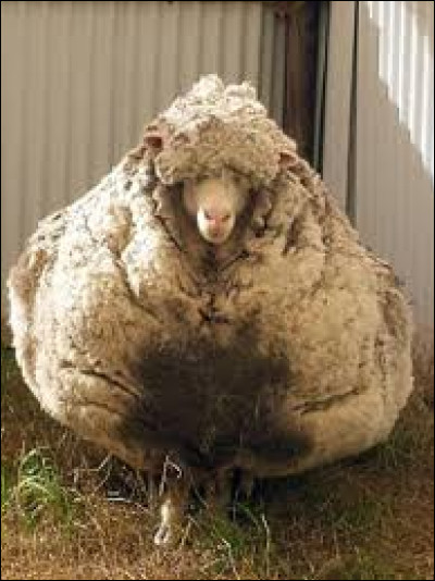 Oh, regarde ! En voilà un bon gros mouton ! Mais, au fait, sais-tu combien pèse un mouton mâle adulte en général ?