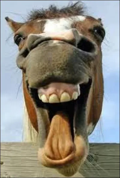 Allons voir d'autres animaux. Mais, qu'est-ce-que tu fais, toi ?
Ce n'est pas très poli ! Tu ferais mieux de te brosser les dents ! Euh...combien de dents les chevaux ont-ils au maximum, déjà ?