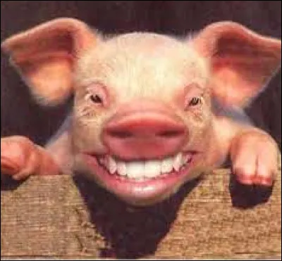 Bon. J'espère que cette fois, on tombera sur un animal plus sympa ! Regarde le cochon, il est sympa, il nous fait un sourire ! Sais-tu combien de temps peut vivre un cochon ?