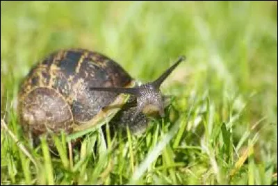 Oh, j'ai failli te marcher dessus ! Mais pourquoi les escargots portent-ils une coquille ?