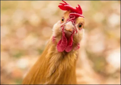 Tiens, salut toi ! Belle crête ! Au juste, pourquoi les poules ont-elles une crête ?