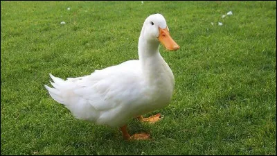 Dis donc, toi, tu es joli ! Sais-tu ce que font les canards pour mieux digérer ?