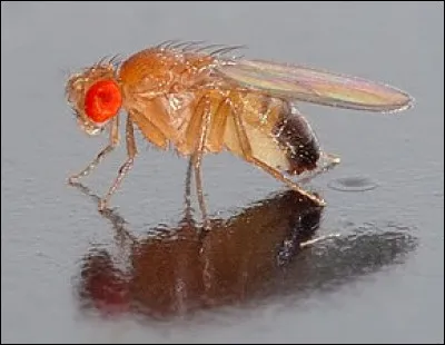 La drosophile, quant à elle, a une autre particularité, non moins étonnante !