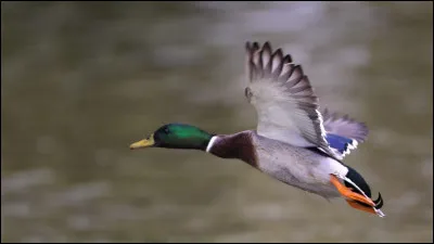 Et si l'on parlait du canard ? Bien sûr je ne parle pas du canard à l'orange, mais de son zizi !