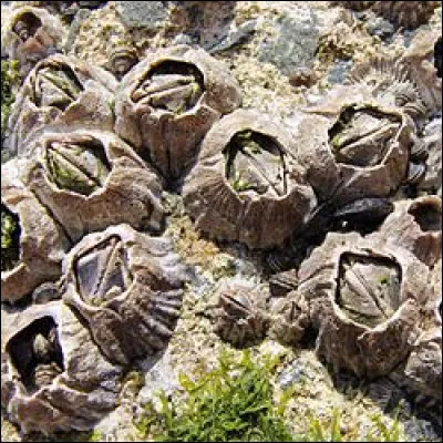 La balane, ce coquillage hermaphrodite capable de s'incruster sur pratiquement n'importe quel support, a néanmoins un problème, son immobilité est un frein à sa reproduction, alors la nature l'a dotée d'une capacité hors normes !