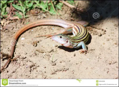Le lézard à queue en fouet est un phénomène de la nature, il représente même un cas unique chez les vertébrés !
