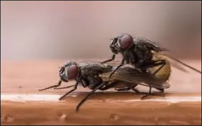 La mouche mâle est réputée pour sa galanterie, elle ne vient pas les ... pattes vides, elle offre un présent à sa copine !