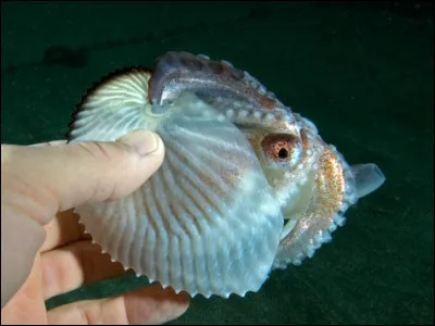 Cette variété de poulpe, l'argonaute, a un zizi tout à fait hors normes !