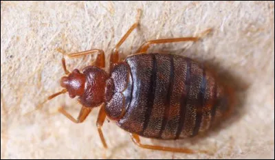 J'espère que vous n'en avez pas chez vous, car la punaise de lit est un ennemi redoutable, pas facile de s'en débarrasser, et pourtant ...