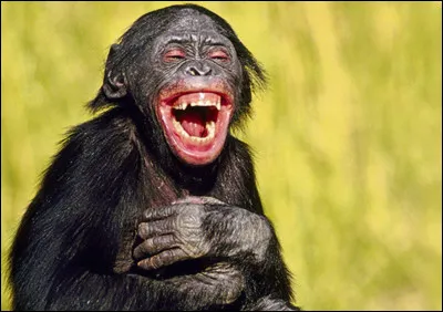 Quand on se moque de toi, comment réagis-tu ?