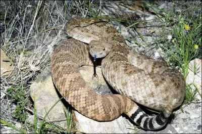 Quel est cet animal ?