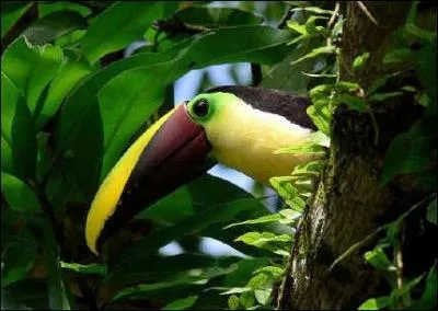 Quel est cet animal ?