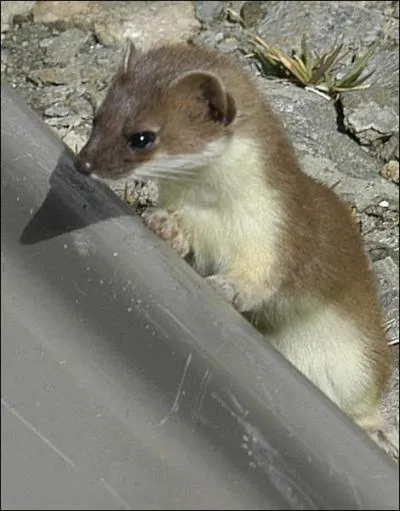 Quel est cet animal ?