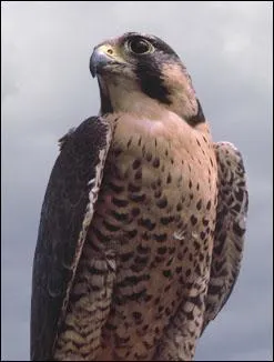 Quel est cet animal ?