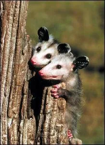 Quel est cet animal ?