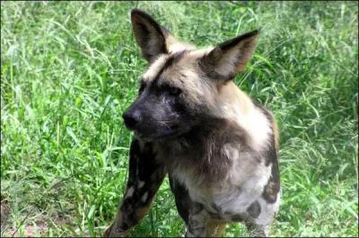 Quel est cet animal ?