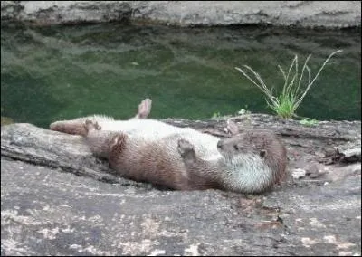 Quel est cet animal ?